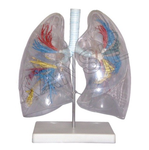 Model of the Transparent Lung Segment Model