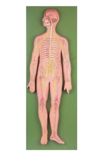 Nervous System Model