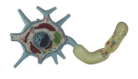 Neuron Model