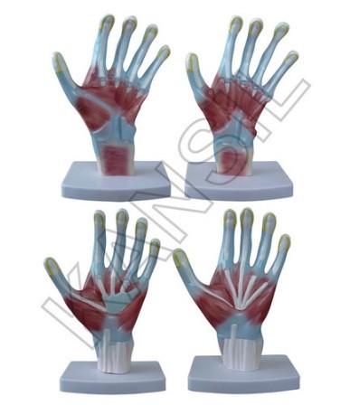 Palm Anatomy Model