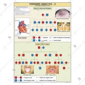 Pedigree Analysis -2 Chart