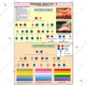 Pedigree Analysis -4 Chart