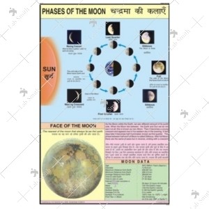 Phases of the Moon Chart