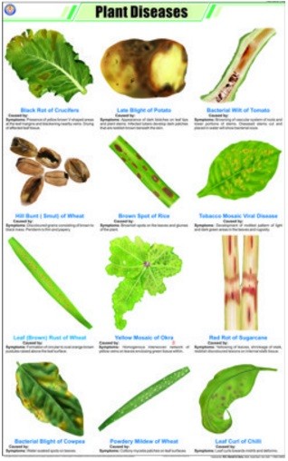 Plant Diseases