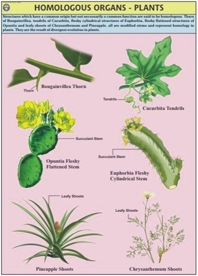 Plant Homologous Organ Chart