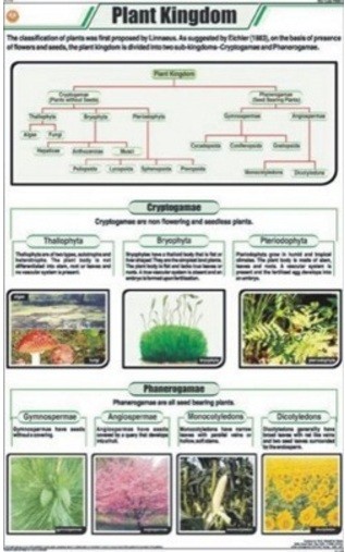 Plant Kingdom Charts