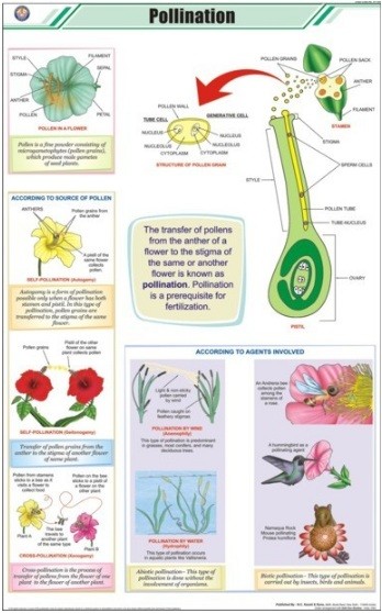 Pollination Chart