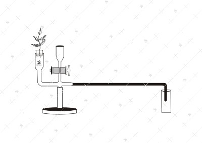 Potometer, Ganong’s