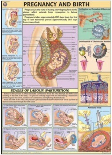 Pregnancy and Birth chart