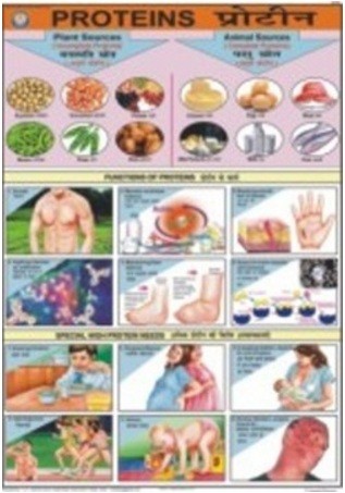 Proteins Chart