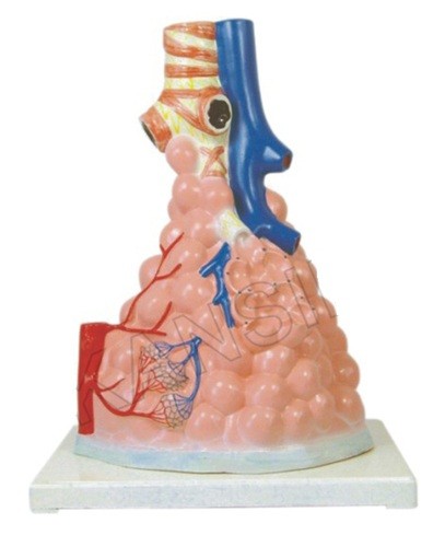 Pulmonary Alveoli Model Magnified Model