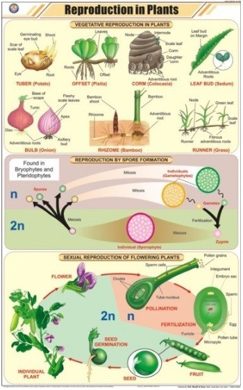 Reproduction in Plants Chart