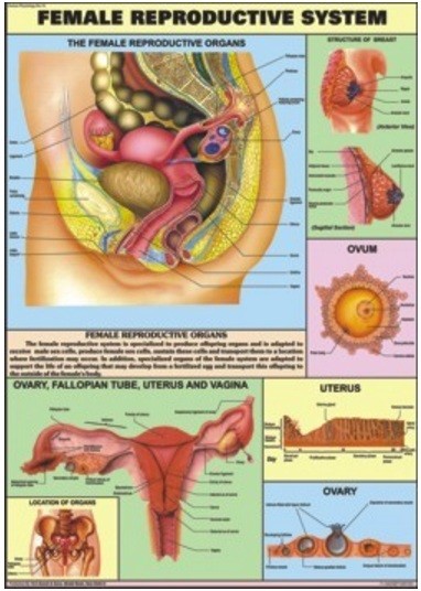 Reproductive (Female) chart