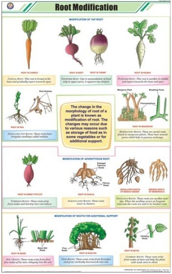 Root Modifications Chart