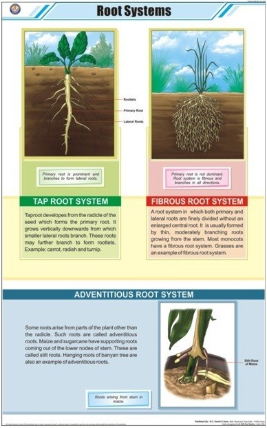 Root System Chart