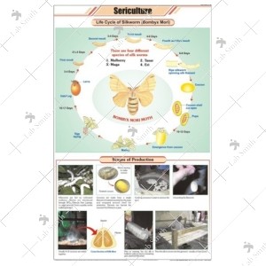 Sericulture (L. H. Silkworm)