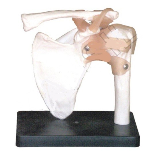 Shoulder Joint Model