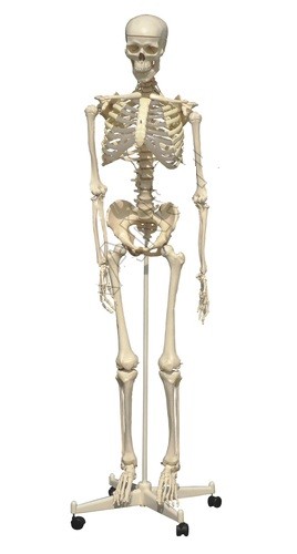 Skeleton with Stand Model