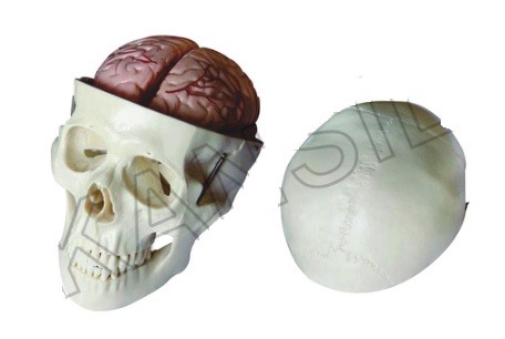 Skull Model with 8 Parts Brain Model