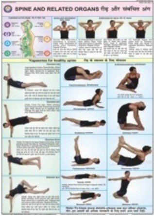 Spine & Related Organs Chart