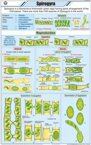 Spirogyra