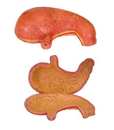Stomach Model