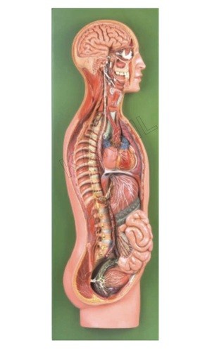 Sympathetic Nervous System Model