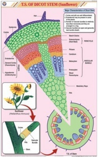 T.S. Dicot Stem Chart