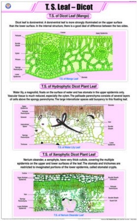 T.S. Leaf Dicot