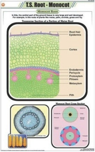 T.S. root - Monocot Chart