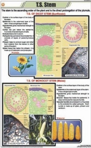 T.S. Stem - Monocot chart