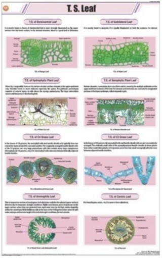 T.S Leaf - Monocot Chart