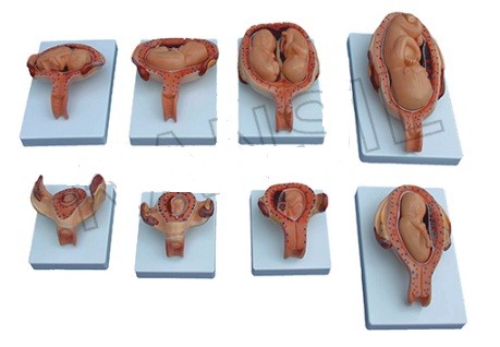 The Development Process of Fetus (Half Size) Model