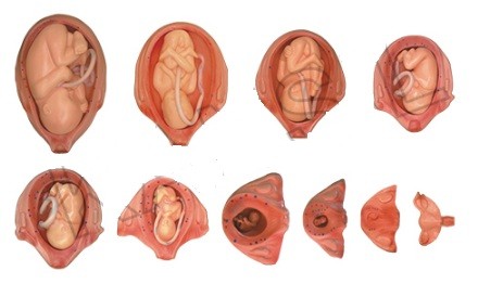 The Development Process of Fetus Model