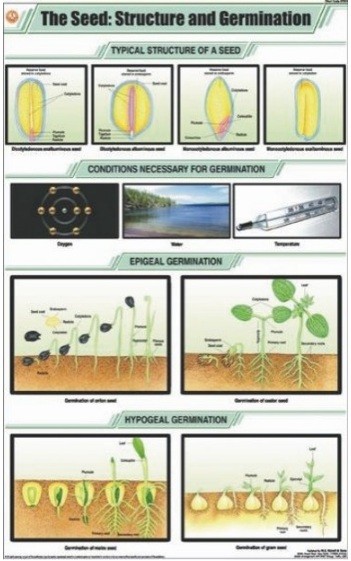 The Seed: Structure & Germination Chart