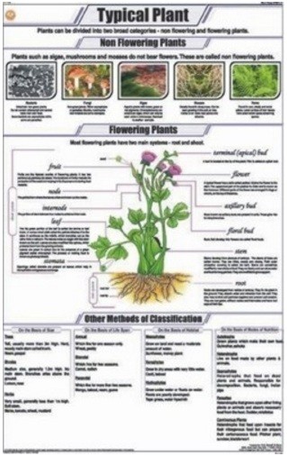 Typical Plant Chart