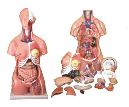 Unisex Torso 23 Parts 85 CM Model