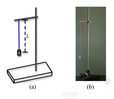 Simple Harmonic Motion Apparatus