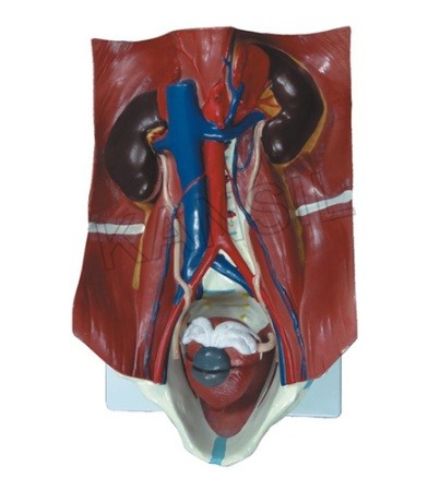 Urinary System Model