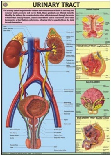 Urinary Tract Chart