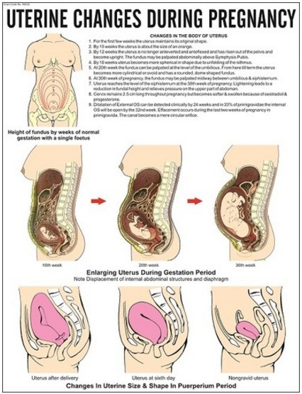 Uterine Changes in Pregnancy Chart