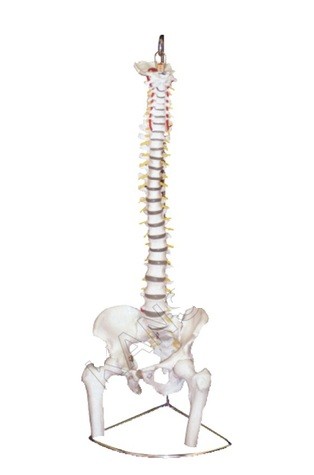 Vertebral with pelvis & femur heads Model