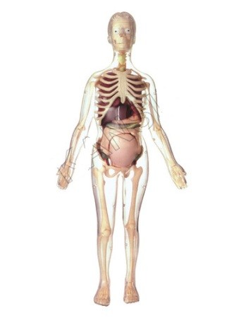 Visible Expectant Mother Anatomy Kit Model