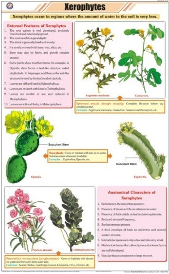 Xerophytes