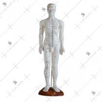 Acupuncture Model 60CM