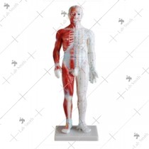 Acupuncture & Muscle Model 60CM Male