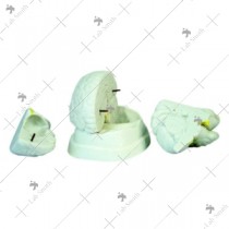 Brain Model