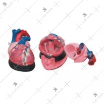Jumbo Heart Model