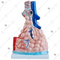 Magnified Pulmonary Alveoli Model