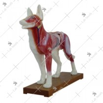 Dog Acupuncture Model